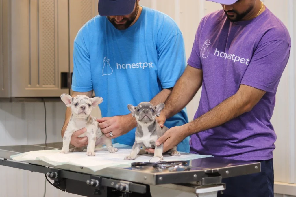 Two NYC Dog Breeders team members with French Bulldog puppies